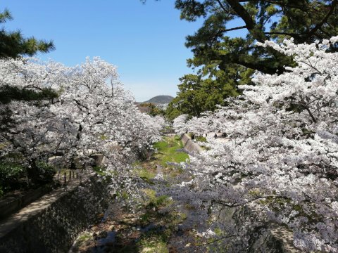 夙川の桜