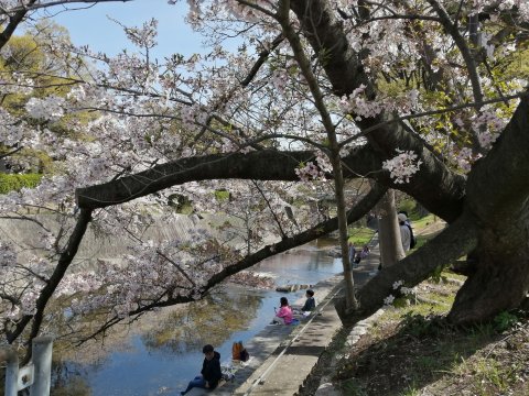 夙川の桜