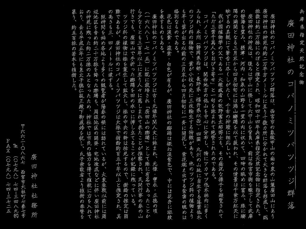 コバノミツバツツジ