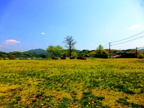 恭仁宮跡（山城国分寺跡）