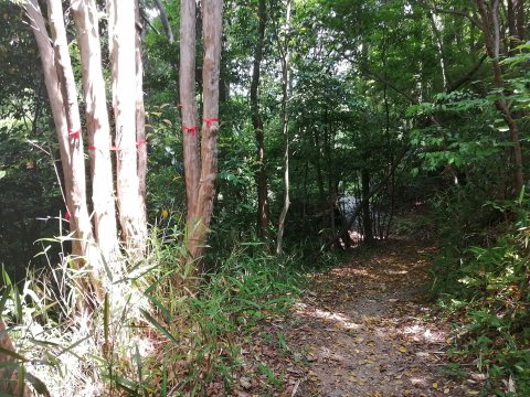 樹に赤いテープ