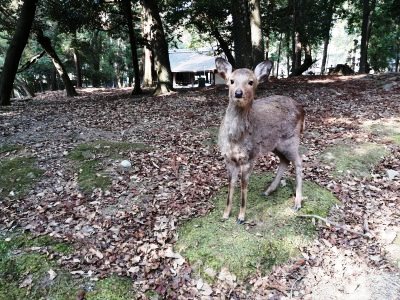 中の禰宜道で鹿に出会う