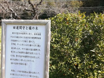 実を付ける橘の木