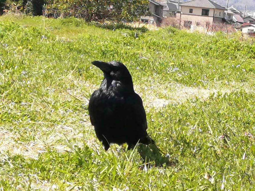 いつも来るカラス