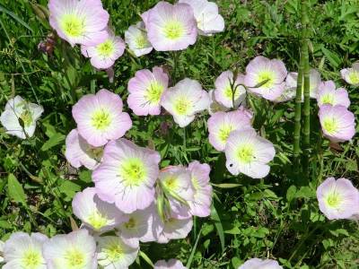 ヒルザキツキミソウ