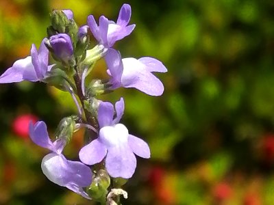 マツバウンラン