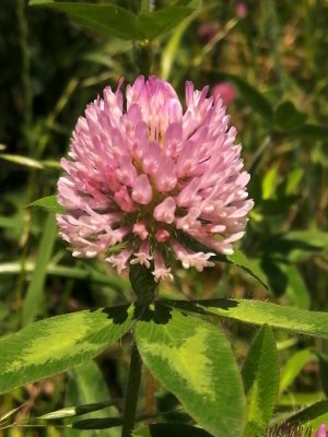 ムラサキツメクサ