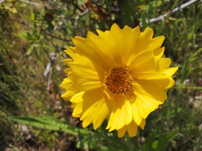 オオキンケイギク