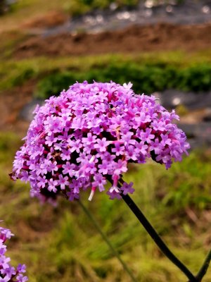 ヤナギハナガサ