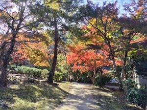 嵐山公園紅葉